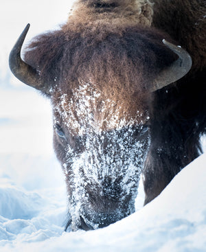 Bison Closeup, snow faced, snow mask, buffalo wall art, brown white Rob's Wildlife