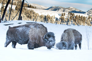2 bison in the snow, frost covered buffalo