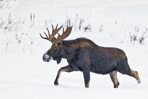 Winter Moose, Moose in Snow, Brown and white wildlife photography by Rob's Wildlife