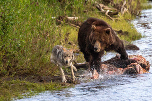 Bear chasing a wolf by Rob's Wildlife