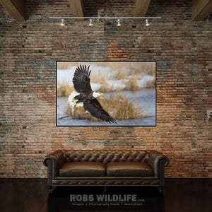 Soaring Bald Eagle office wall art by Rob's Wildlife