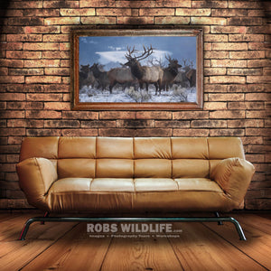 large bull elk art above couch - elk photography art