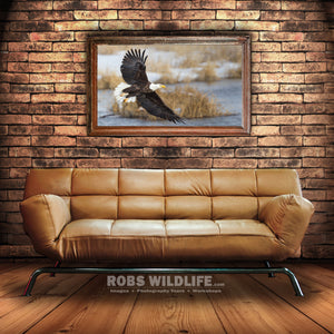 Large Bald Eagle photography metal print by Rob's Wildlife