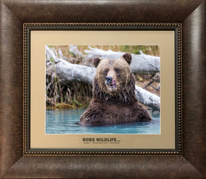 Big Grizzly Bear Close up photography print