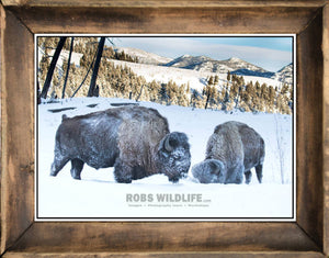 2 bison in the snow, frost covered buffalo art in frame