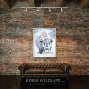 Snow covered bison, snowy bison, rustic buffalo art by Rob's Wildlife