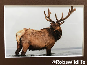 CLOSEOUT * Velvet Antler Elk Photography Print