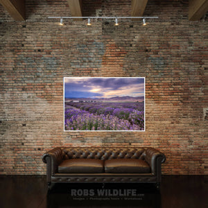 Purple lavender fields - Purple landscape art by Rob's Wildlife