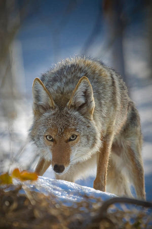 The Hunter, Coyote Art, Coyote Closeup by Rob's Wildlife