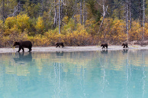 Alaska Brown Bear with triplet bear cubs by Rob's Wildlife