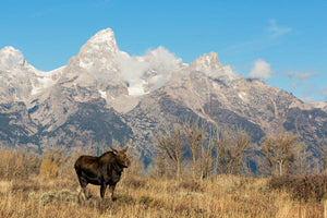 Moose in front of Mt Moran Jackson Wyoming - Moose Photography
