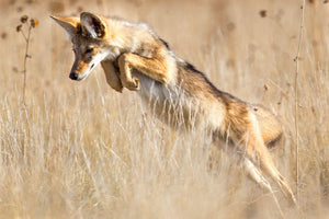 Coyote Mousing, Jumping Coyote by Rob's Wildlife