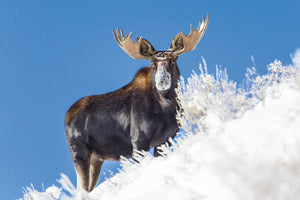 Snow faced bull moose, Moose Fine Art by Rob's Wildlife