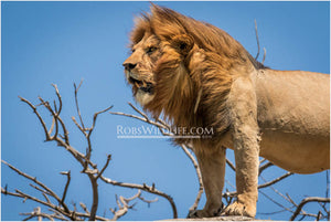 Lion side profile - Africa wildlife photography