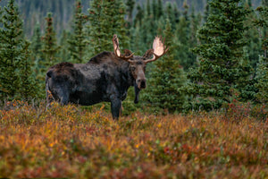 Large Bull Moose in fall colors meadow by Rob's Wildlife