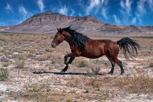 Galloping Bay Mare, Wild Horse Photography by Rob's Wildlife